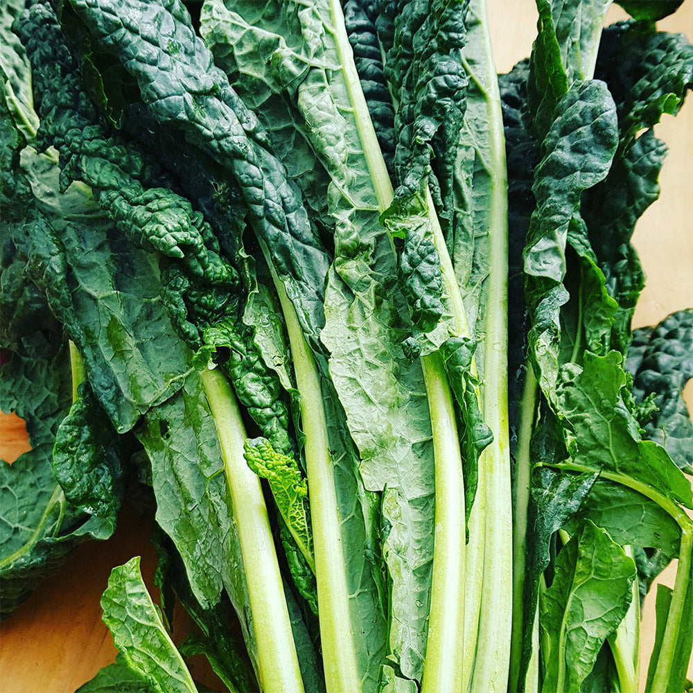 Kale - Tuscan (per bunch)
