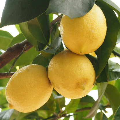 Lemons (Qty 3)